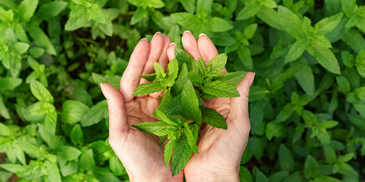 herbs